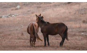 Evde Yaşlı Bakımı Rehberi 2026